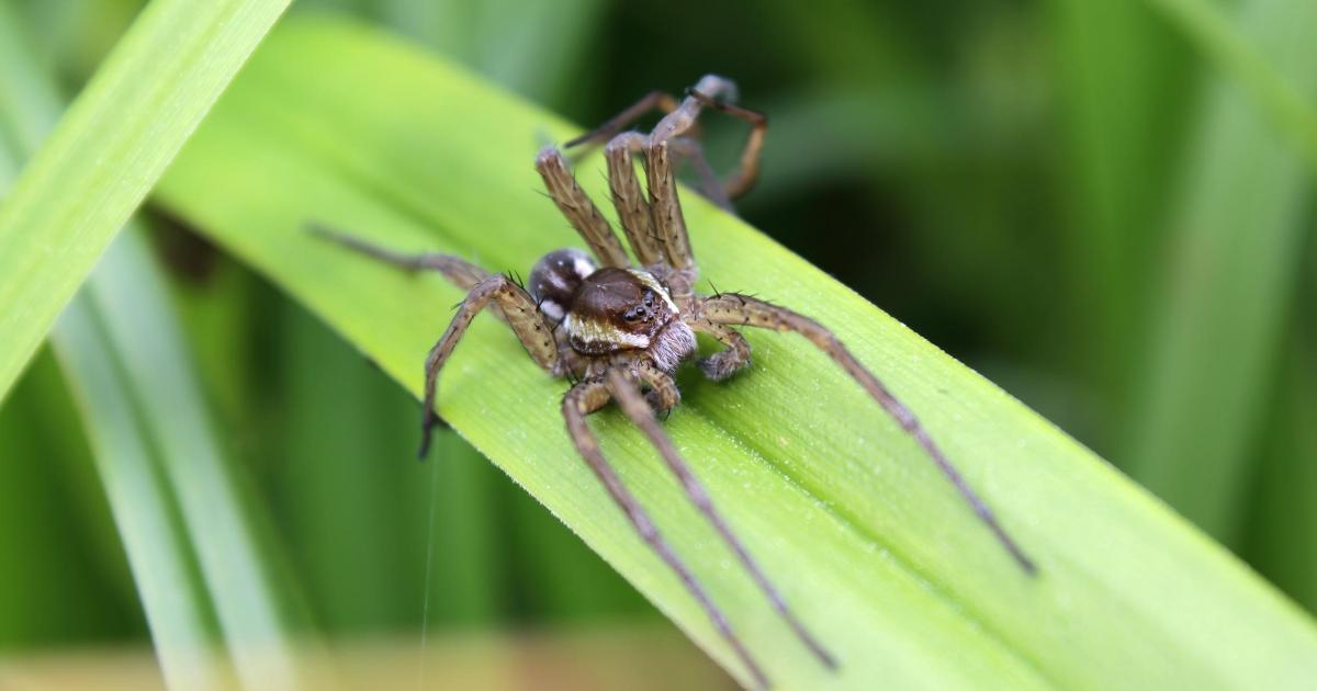 Giant fish-eating spider makes big comeback in the UK