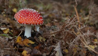 Spooky wildlife spectacles to enjoy this autumn around York