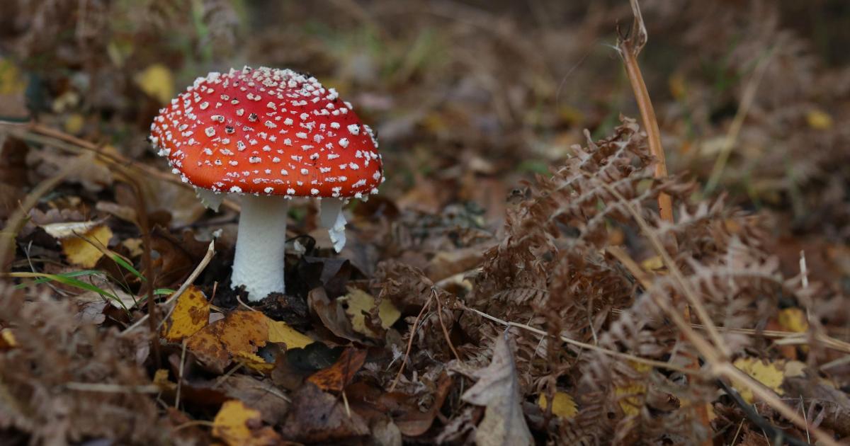 Spooky wildlife spectacles to enjoy this autumn around York