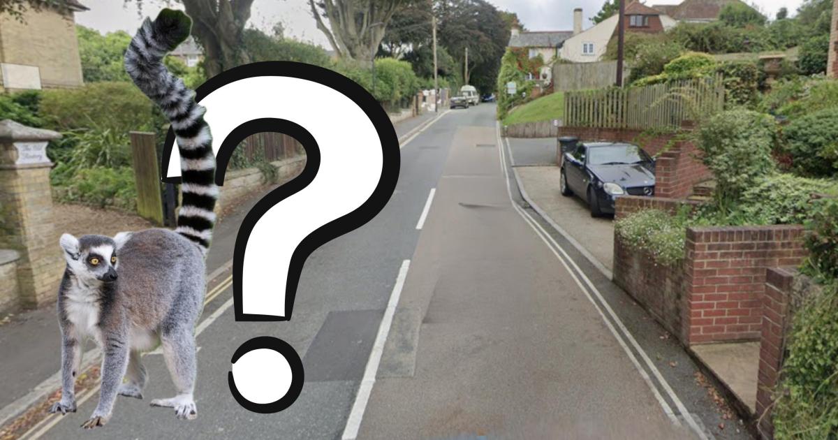 Mystery over unidentified animal sighting on the Isle of Wight