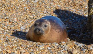 More seals expected at Orford Ness as count up begins