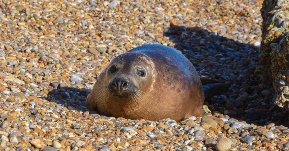 More seals expected at Orford Ness as count up begins