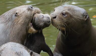 New Forest Wildlife Park announces birth of giant otter cubs