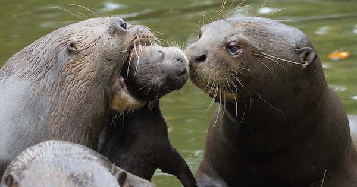 New Forest Wildlife Park announces birth of giant otter cubs