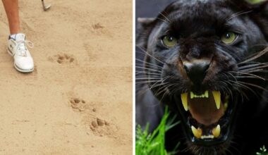 'Big cat' pawprint in Worcester Golf and Country Club bunker