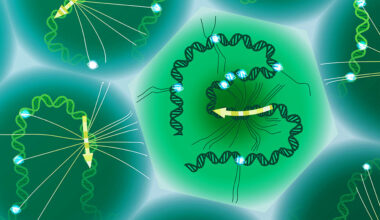 New Tool Offers Single-cell Study Of Specific Genetic Variants