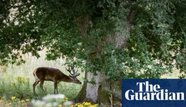 ‘Next great leap’: grassroots movement to wild East Anglia goes national | Rewilding