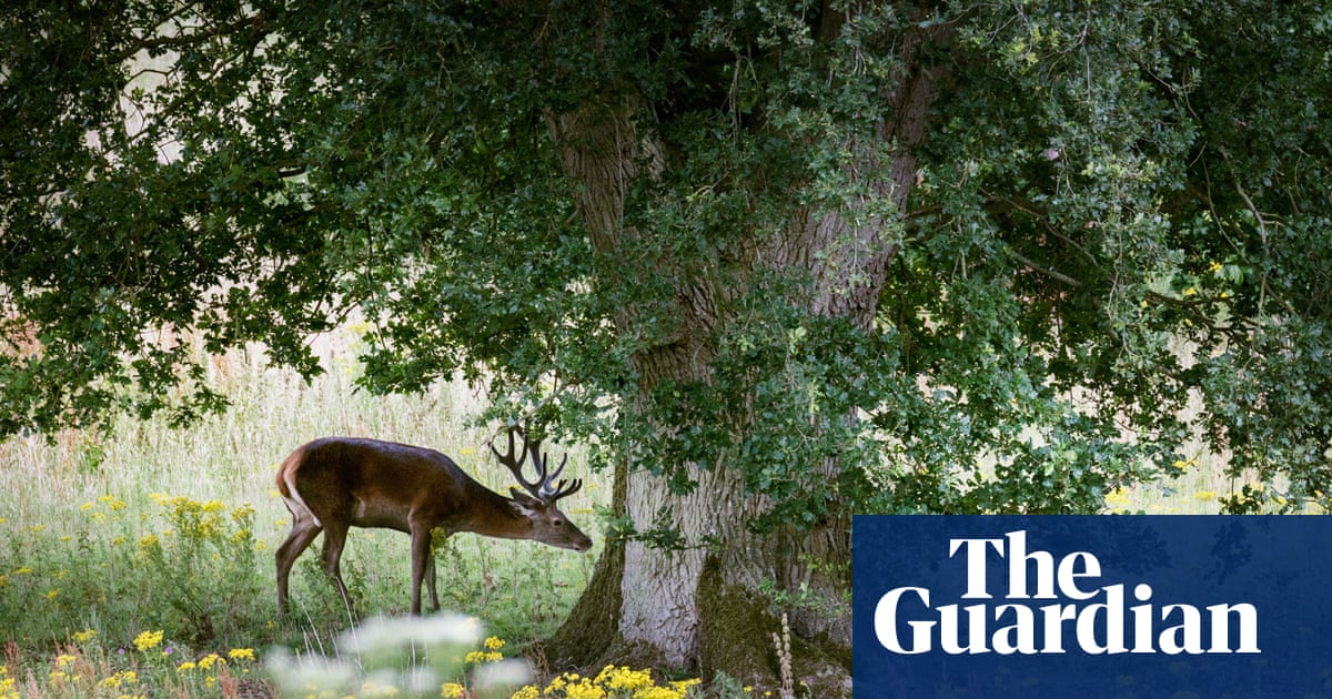 ‘Next great leap’: grassroots movement to wild East Anglia goes national | Rewilding