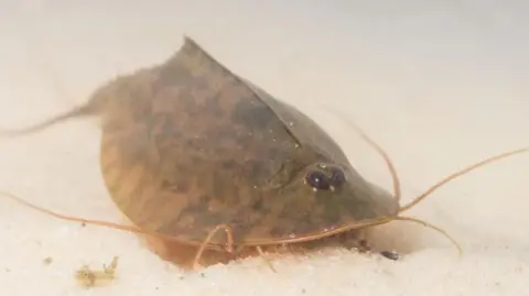 Neil Phillips / Buglife Another view of the shrimp, this time on the bed of a river