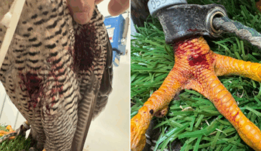 Public condemns shooting of falcon in front of its owner, tourists