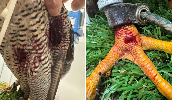 Public condemns shooting of falcon in front of its owner, tourists