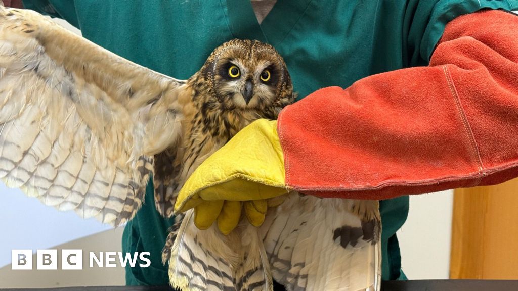 Owl with wings outstretched being held by a vet wearing protective gloves