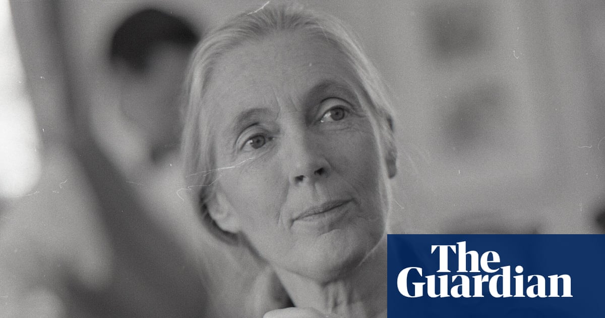 Jane Goodall’s grasp of chimpanzees and ‘alpha males’ | Jane Goodall