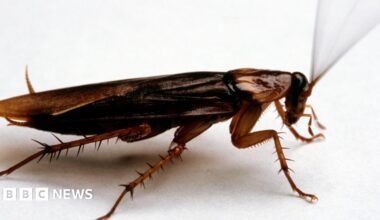 A cockroach can be seen with long antennae under the red seat of a London bus