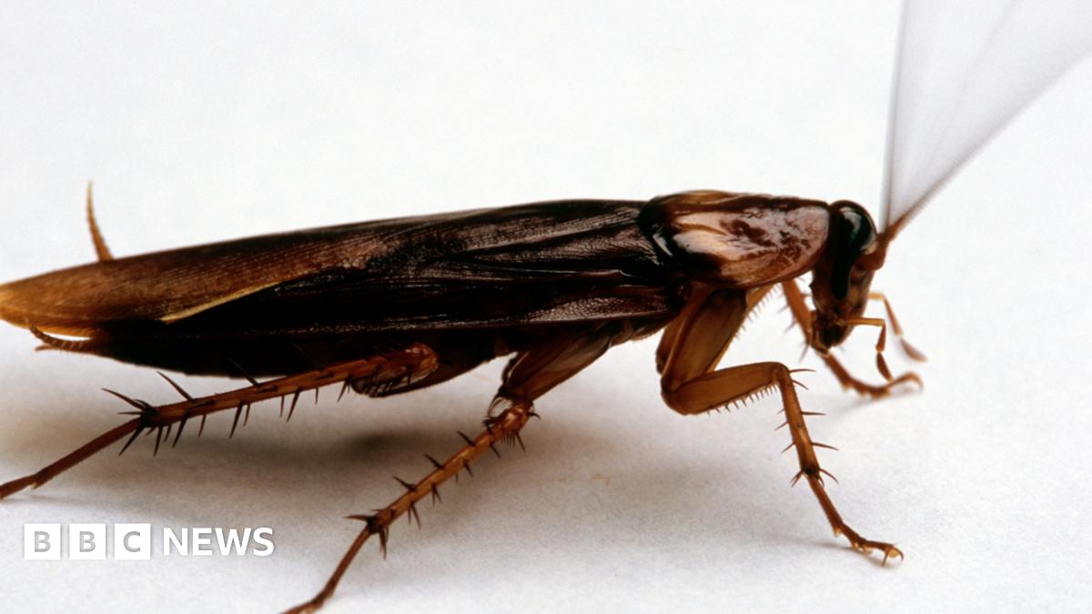 A cockroach can be seen with long antennae under the red seat of a London bus