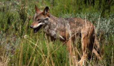 Wolf hunters in Spain allowed to keep heads as trophies