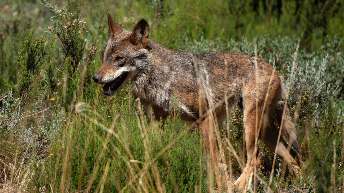 Wolf hunters in Spain allowed to keep heads as trophies