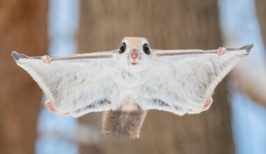 Rare glimpse of flying squirrels in Japan – and other news in pictures