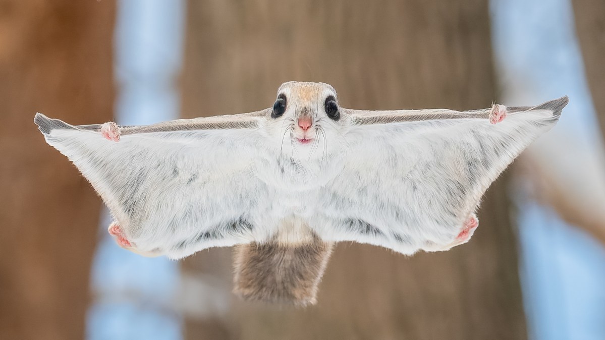Rare glimpse of flying squirrels in Japan – and other news in pictures