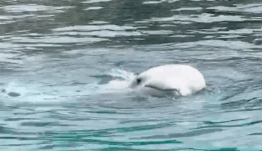 The 30 beluga whales on ‘death row’ after years of alleged neglect