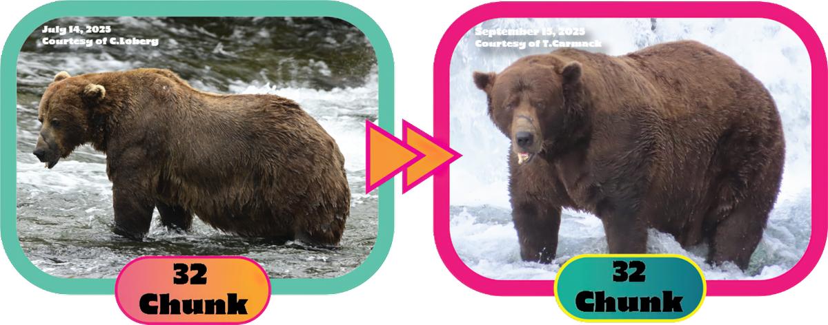 Before and After pictures of Chunk, the winner of Fat Bear Week 2025.