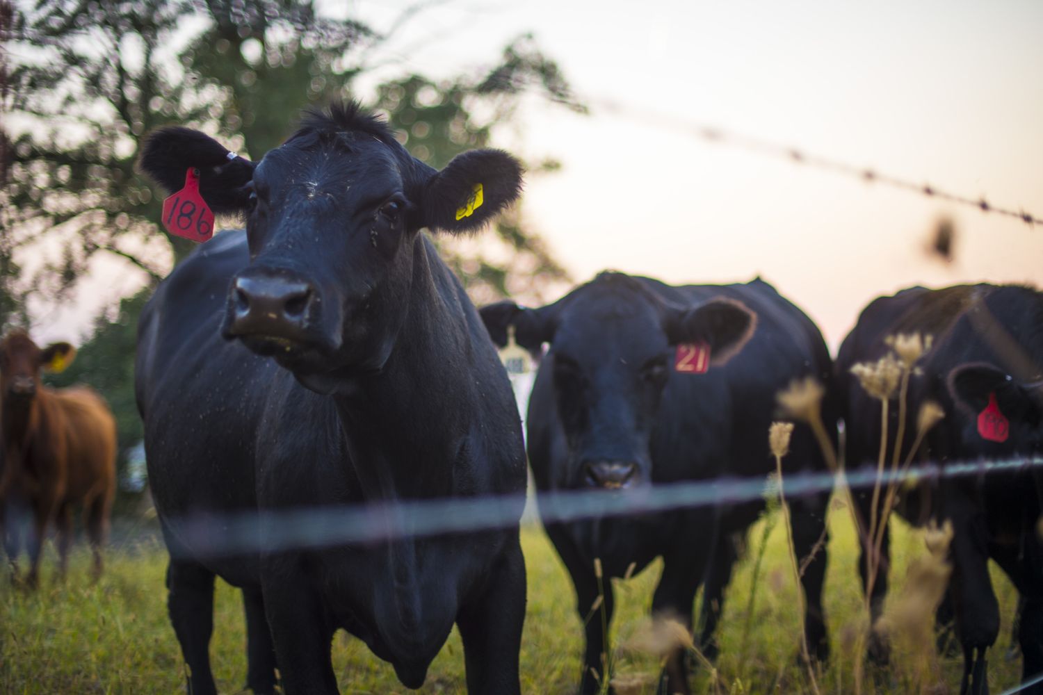 Why Managing Risk Still Matters Even in Record-Breaking Cattle Markets
