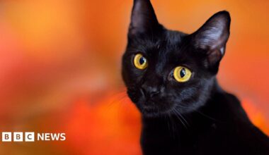 Black cat against orange background