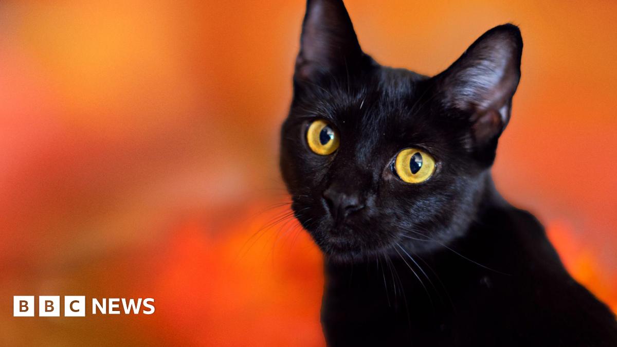 Black cat against orange background