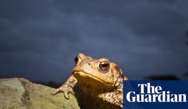 Common toad is becoming uncommon in UK, study shows | Wildlife