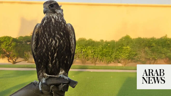 Mongolian falcon sells for SR650,000 - Arab News