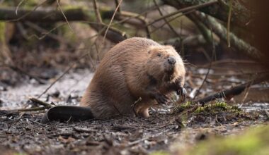 Beavers, pigs and ponies to rewild 600-acre site in landmark scheme