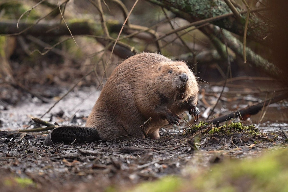 Beavers, pigs and ponies to rewild 600-acre site in landmark scheme
