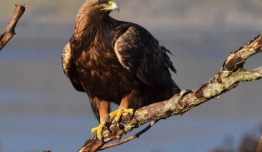 Campaigners warn wildlife laws are being ‘fatally weakened’