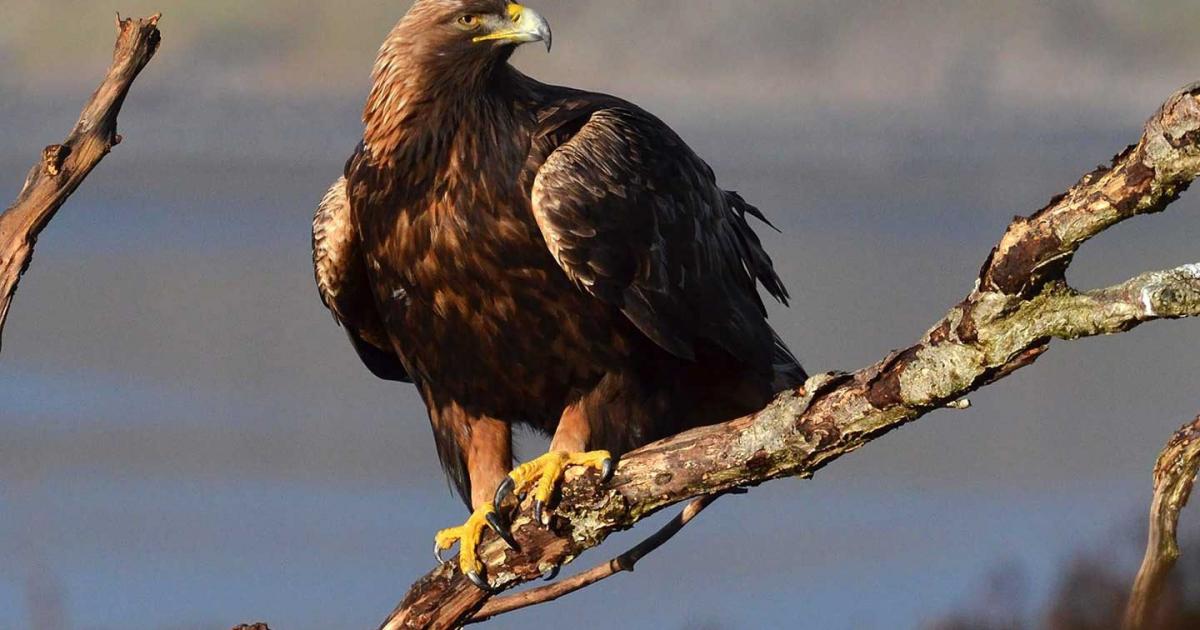 Campaigners warn wildlife laws are being ‘fatally weakened’