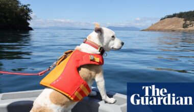 Dogs and drones: how scientists are saving Washington’s endangered orcas | Environment