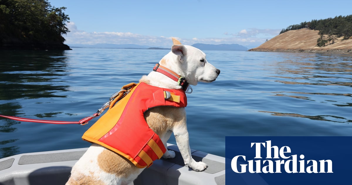 Dogs and drones: how scientists are saving Washington’s endangered orcas | Environment