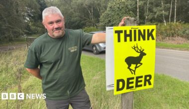 Four deer in a woodland area. The wing mirror can be seen from the car where the photograph is taken from.