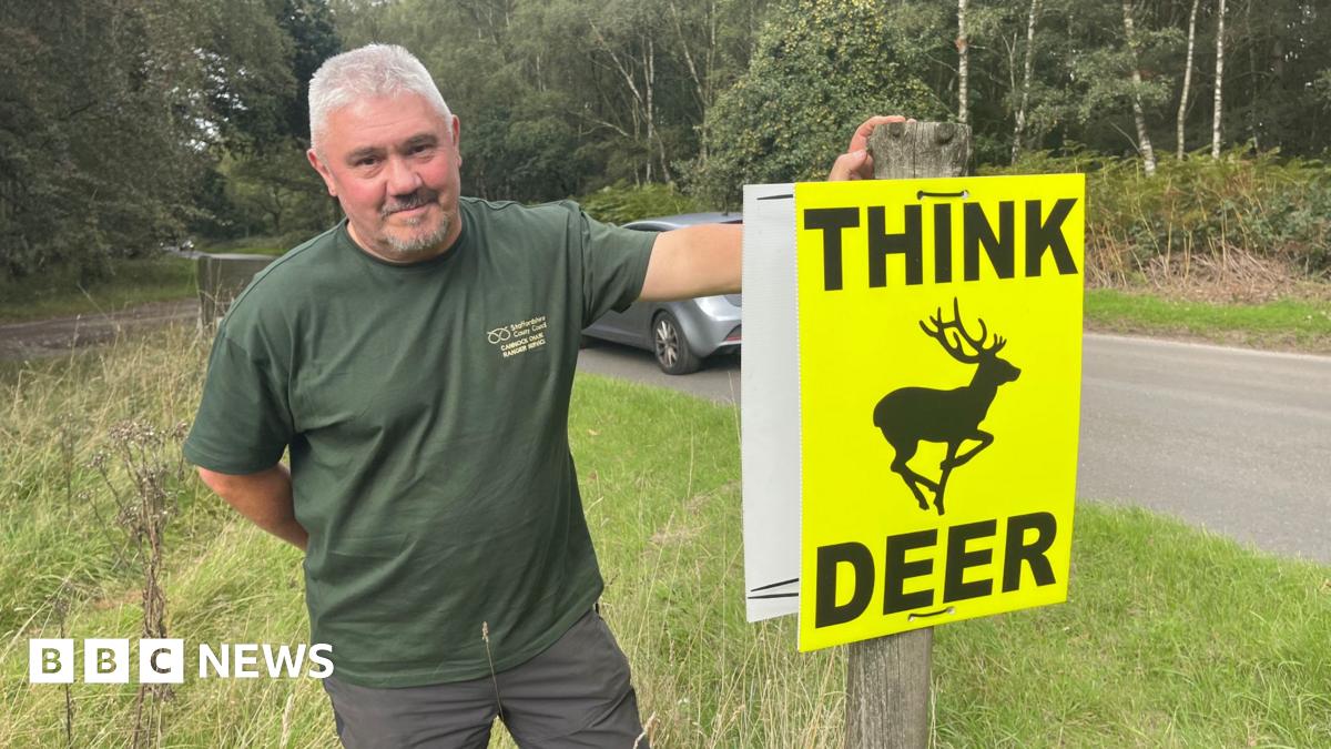 Four deer in a woodland area. The wing mirror can be seen from the car where the photograph is taken from.
