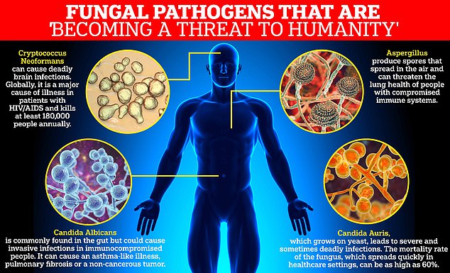 Four types of fungi were included in the World Health Organization's critical priority group: Aspergillus fumigatus, Candida albicans, Cryptococcus neoformans and Candida Auris