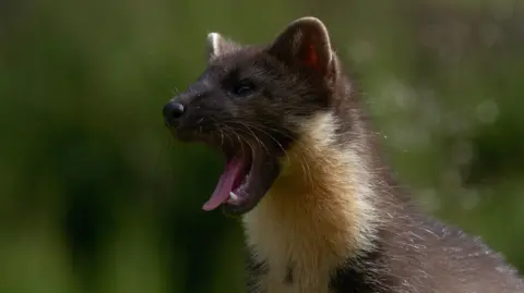 Getty Images  A small weasel like creature that has a long body and long bushy tail. It is light brown in colour with a cream neck and collar. It has its mouth open as if it is yawning. 