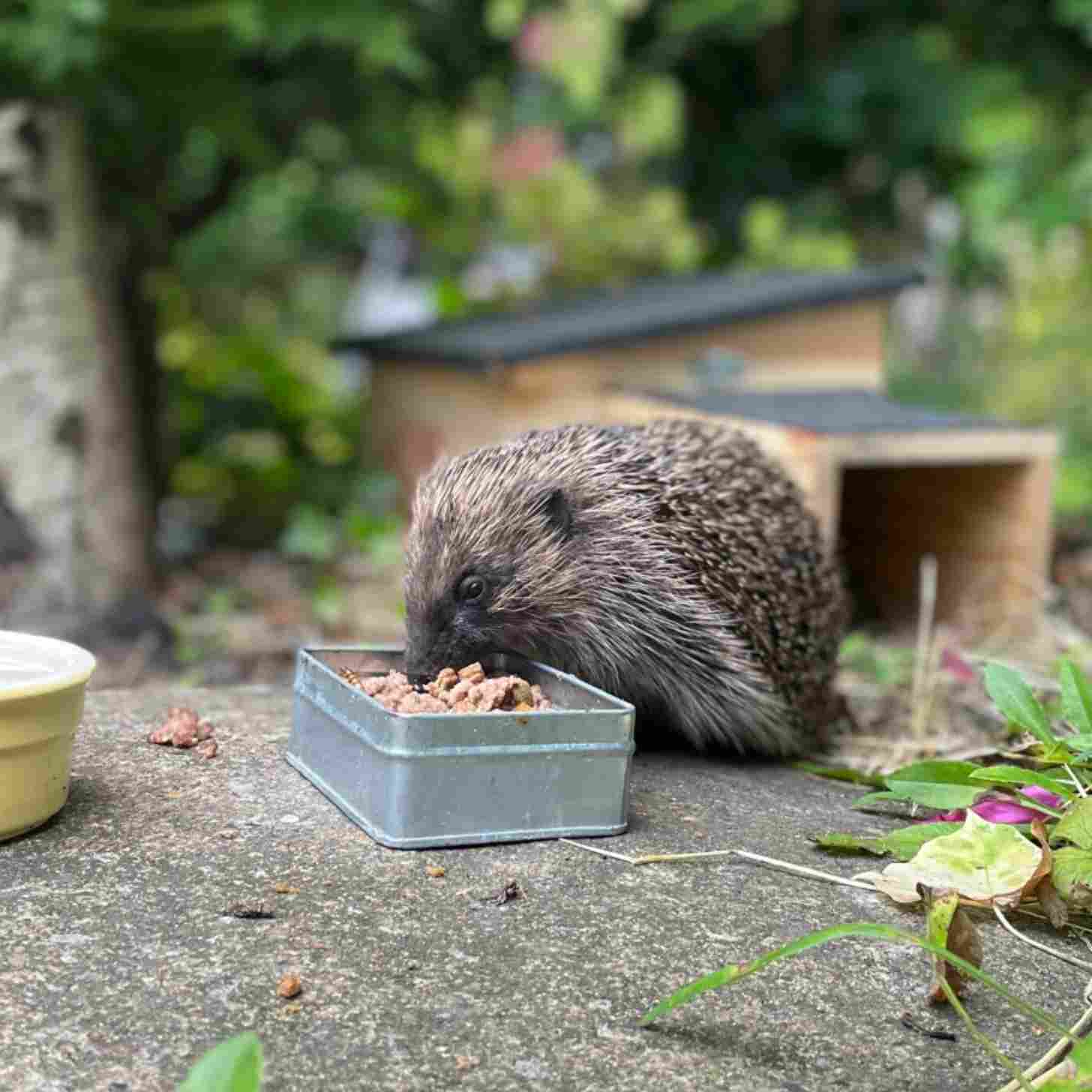 hedgehog eating from a bowl