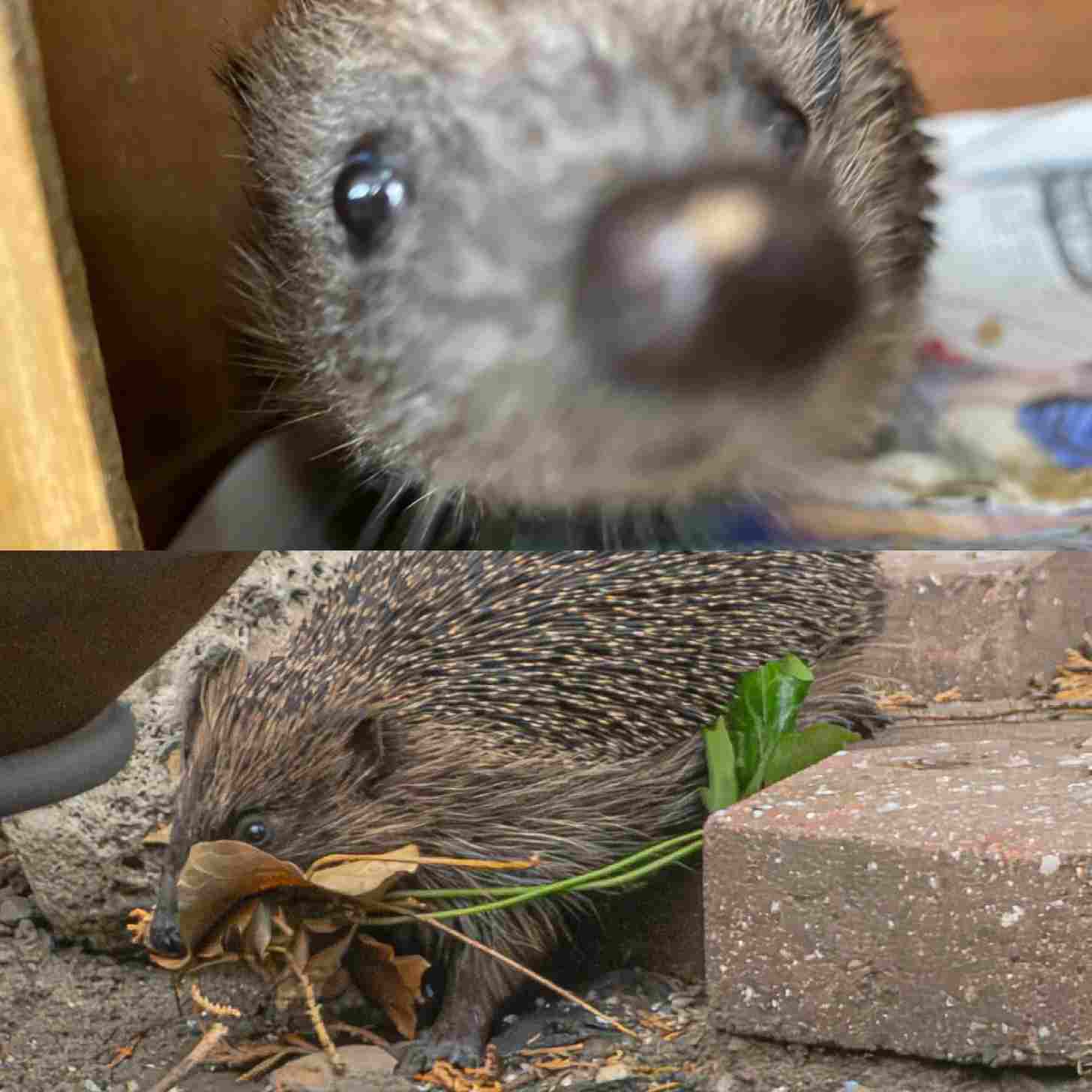 a hedgehog up close, a hedgehog with sticks and leaves in its mouth