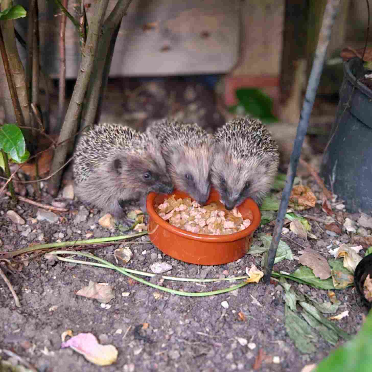 Three hoglets feeding from a bowl