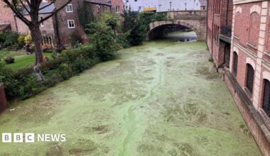 Stourport Basin covered in duckweed. There are canal boats docked and several buildings around the edge of the basin.