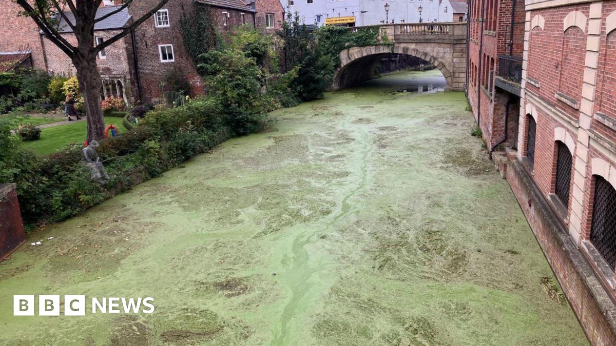 Stourport Basin covered in duckweed. There are canal boats docked and several buildings around the edge of the basin.