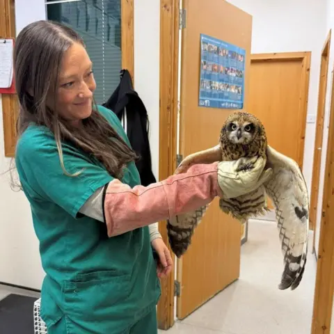 Shetland Vets Female vet holding an owl with its wings out