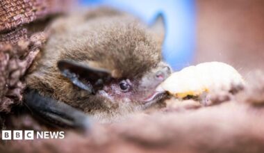 A close up of a pipistrelle