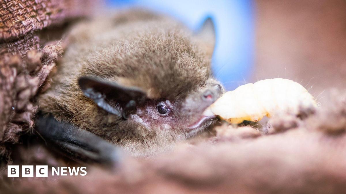 A close up of a pipistrelle