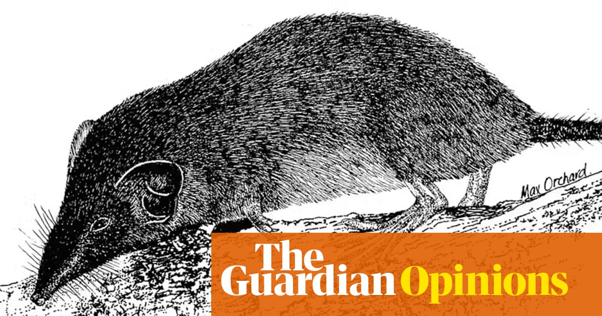 And then there were none: Australia’s only shrew declared extinct | John Woinarski for the Conversation