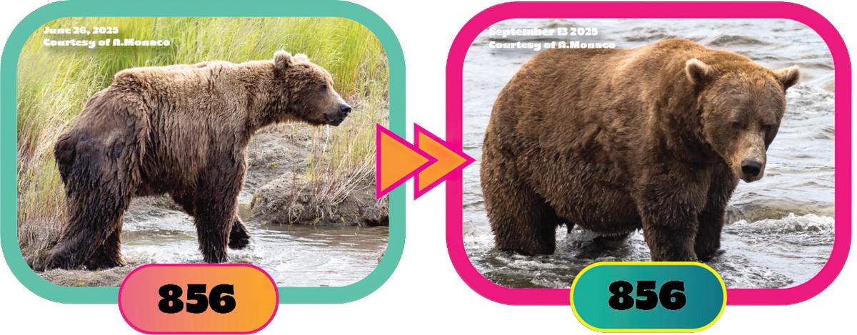 Before and After pictures of 856, the second-place winner of Fat Bear Week 2025.